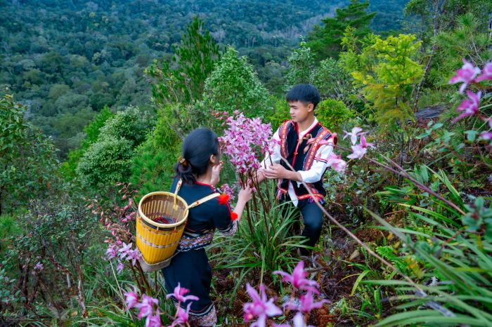 Mùa địa lan ở Vi Rơ Ngheo Măng Đen 