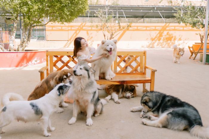 nông trại cún Puppy Farm Đà Lạt