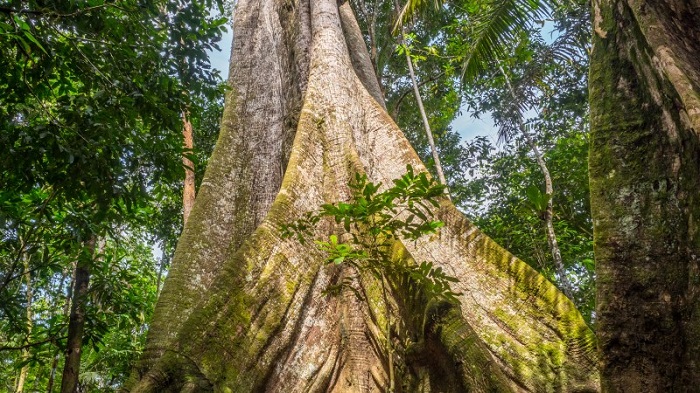 Khám phá rừng nhiệt đới Amazon