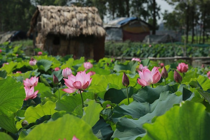 Rủ nhau đi check-in đầm sen Quang Châu đang vào mùa đẹp mãn nhãn ở Bắc Giang 