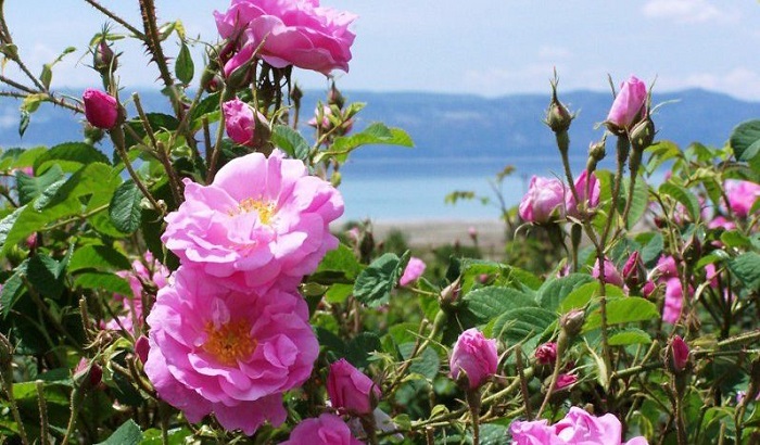 Những bí mật thú vị về hoa hồng Bulgaria 