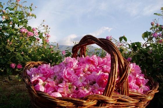 Những bí mật thú vị về hoa hồng Bulgaria - loài hoa tuyệt sắc của tình yêu 