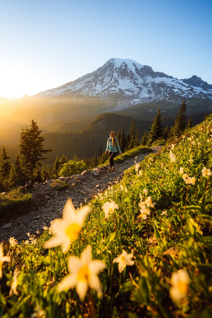 Những đồng hoa dại mọc hoang dã trên đường núi - Vườn quốc gia Mount Rainier