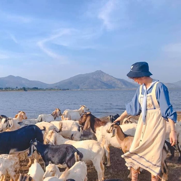 Goat Beach is a new tourist attraction in Gia Lai 
