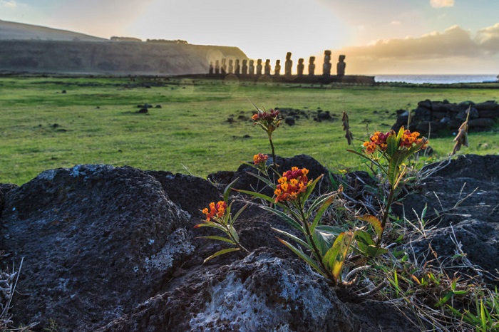 Những bức tượng moai buổi bình minh gần thị trấn Hanga Roa - Tham quan Đảo Phục Sinh