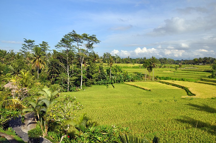 Những cánh đồng lúa ở Bali - Đường Campuhan Ridge Walk