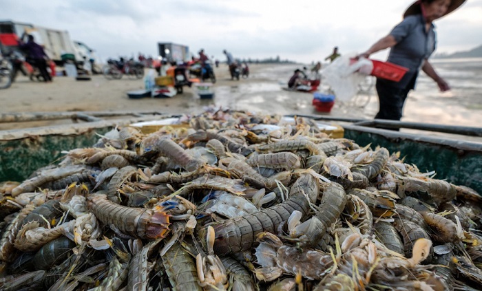 Discover attractive seafood dishes in Cua Nhuong fishing village