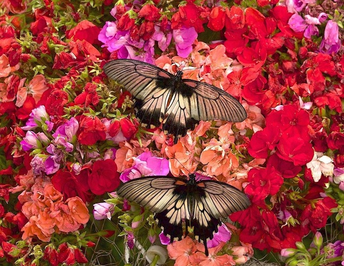 Vườn bướm Dubai