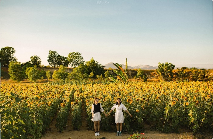 vàng rực - màu sắc nổi bật của Vườn Hoa Mặt Trời ở Bình Thuận 