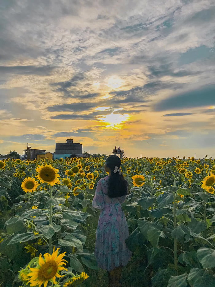 Check in Thanh Van flower garden - Sunflower garden