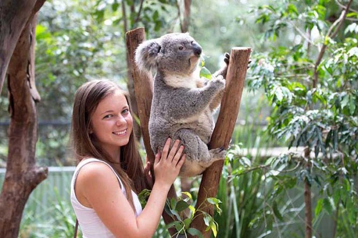 Tour Úc 7 ngày  thăm công viên động vật hoang dã featherdale