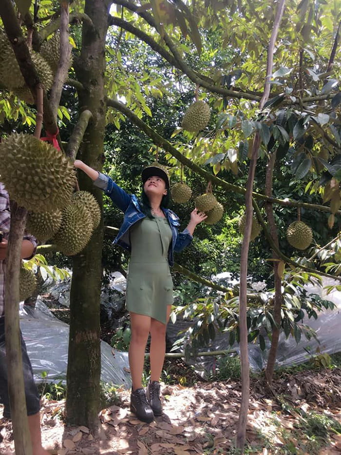 What month is the durian season - Ba Ngoi fruit garden tourist area?