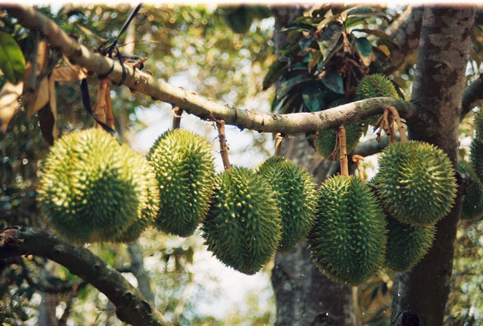 What month is the durian season - Many gardens for comfortable sightseeing