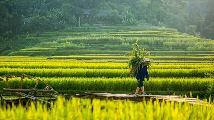 Pu Luong in the ripe rice season - Eo Ken village