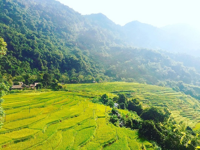Pu Luong in the ripe rice season - terraced fields in Hieu village