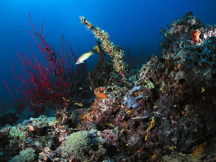 Sinh vật biển, Papua New Guinea - du lịch Papua New Guinea