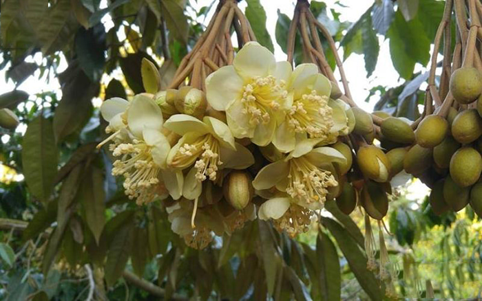 What month is the durian season - Durian blooms