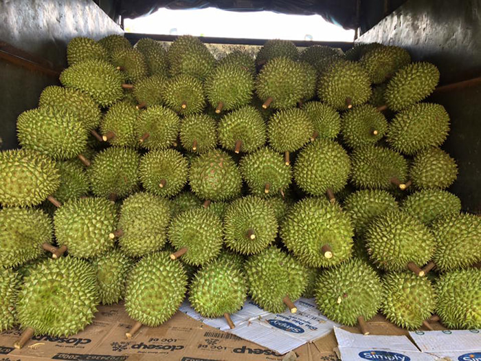 Durian season in months - Ba Ngoi fruit garden.