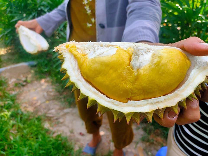 Durian season in months - Seven Thao Garden