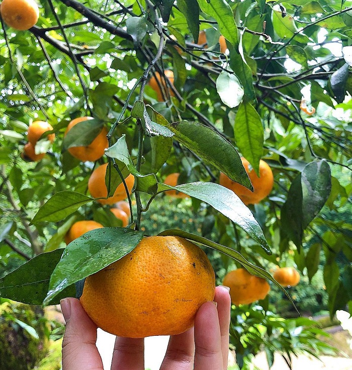 Very attractive Hang Hu tangerine garden