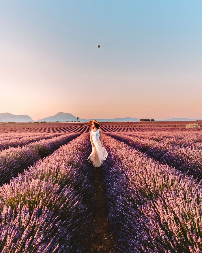 Những cánh đồng hoa oải hương Provence   - du lịch miền nam nước Pháp