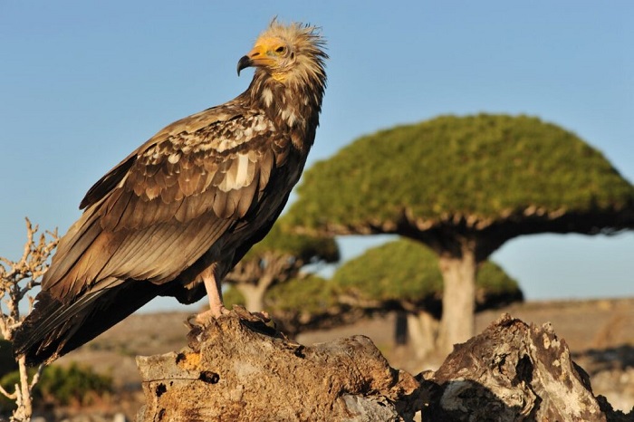 Động vật đảo Socotra - Du lịch đảo Socotra