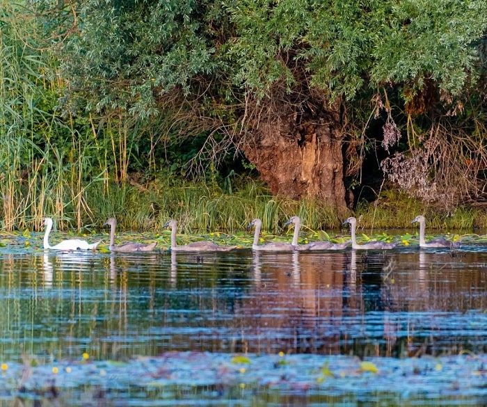 Hệ sinh thái ở công viên tự nhiên Kopacki Rit Croatia 