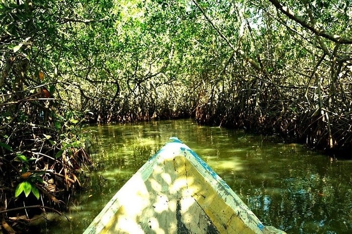 Đi ca nô qua rừng ngập mặn là điều cần làm ở quần đảo Rosario Colombia