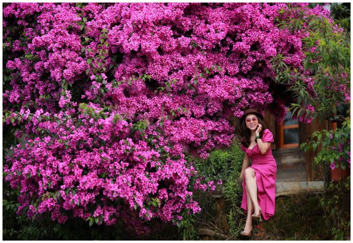 The bougainvillea tree is located at D'ran pass, the check-in point with confetti in Da Lat