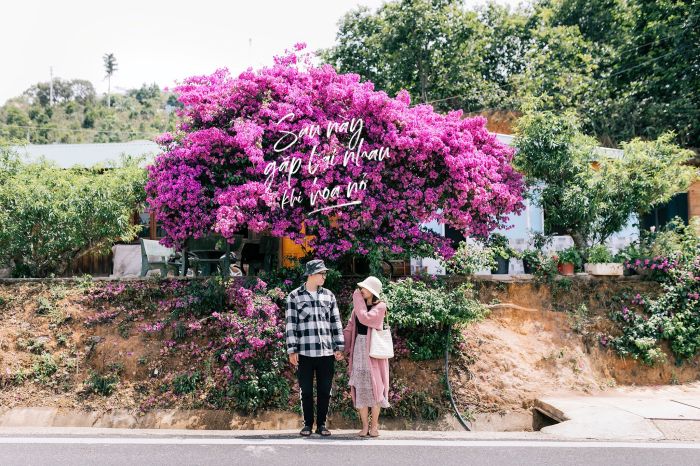 The bougainvillea tree is located at D'ran pass near Cau Dat, the check-in point with confetti in Da Lat