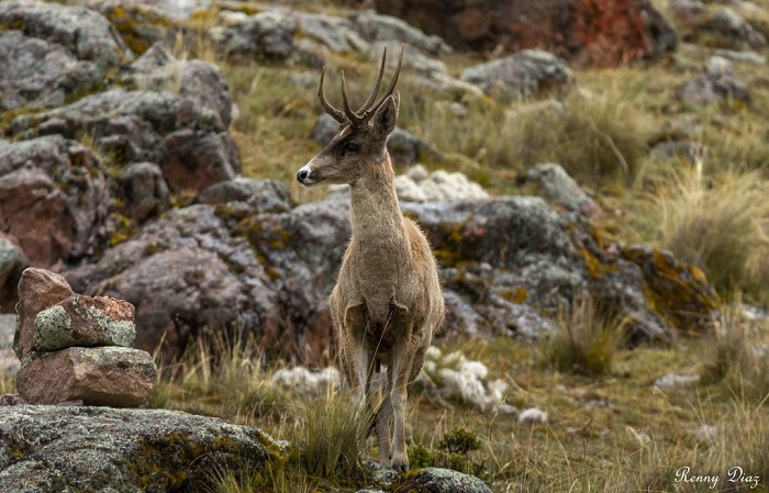 Động vật ở dãy núi Cordillera Blanca Peru