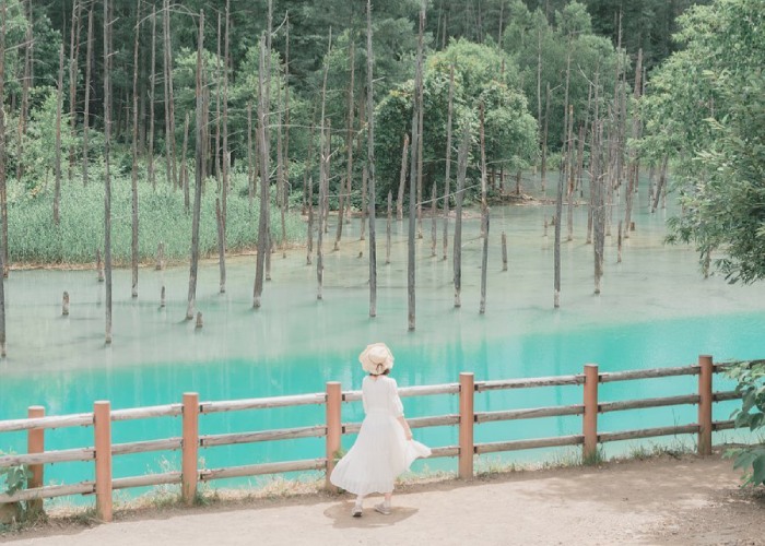 Sững sờ' trước sắc xanh đầy mê hoặc ở hồ xanh Biei Hokkaido Nhật Bản