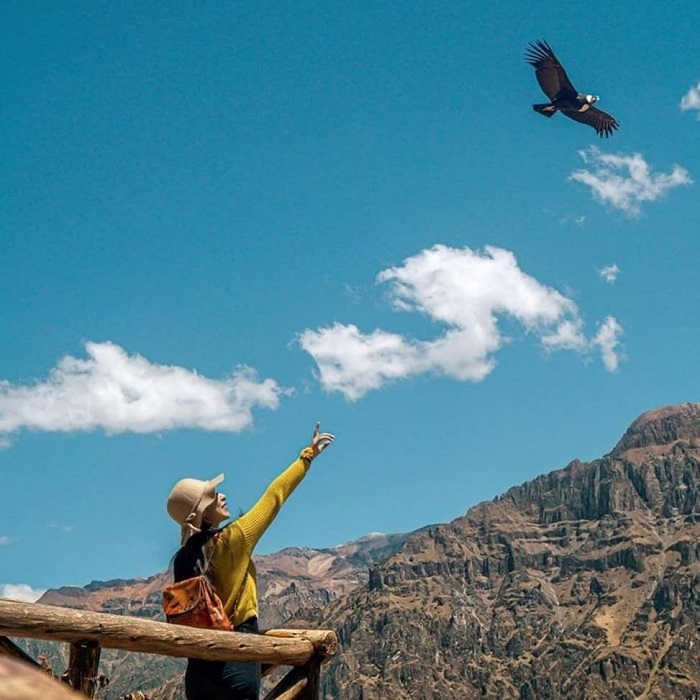 Quan sát chim Condor là hoạt động không thể bỏ qua ở hẻm núi Colca