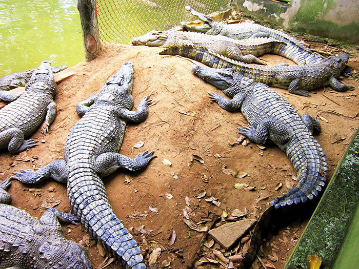 Trại cá sấu Long Xuyên - Những con cá sấu to lớn