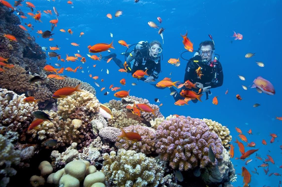  thuê tàu ngắm san hô ở Côn Đảo là trải nghiệm thú vị thu hút du khách