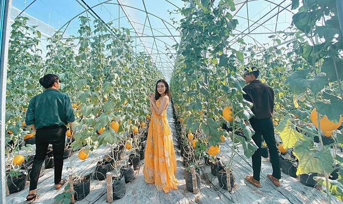 Vườn dưa lê - dưa lưới Út Phong - Các vườn trái cây ở An Giang nhất định phải ghé khi đến An Giang