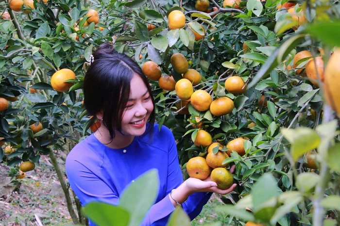 Cam mountain tangerine garden - The fruit gardens in An Giang must be visited when coming to An Giang