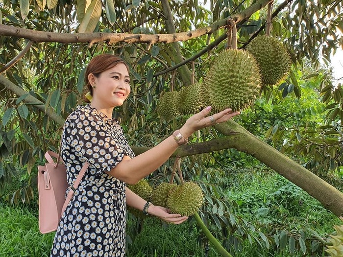 Uncle Tam Long durian garden - The fruit gardens in An Giang must be visited when coming to An Giang