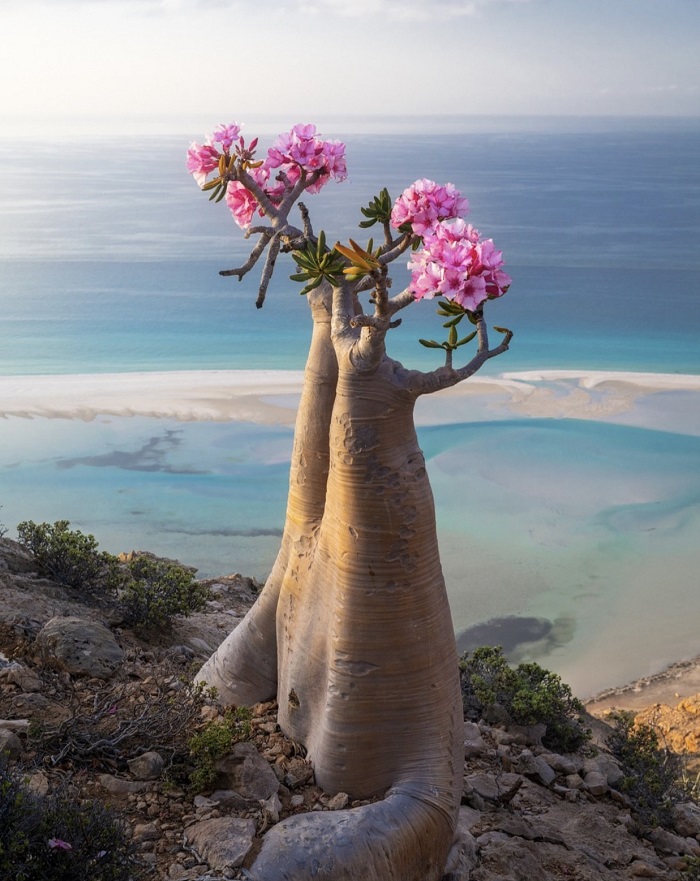 Du lịch đảo Socotra