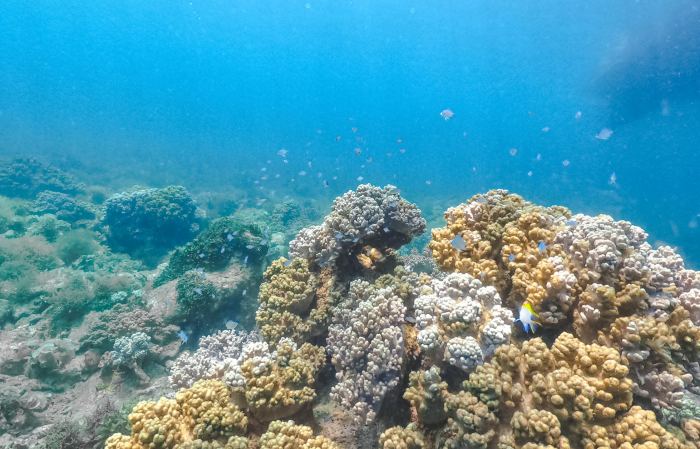 Kinh nghiệm lặn ngắm san hô ở Phú Yên