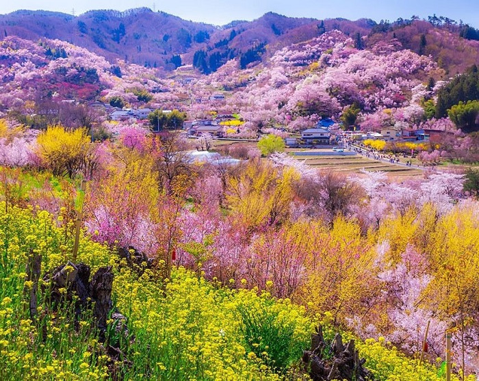 Mùa hoa anh đào là mùa hoa đẹp ở châu Á, có mặt tại Nhật, Hàn, Đài,..