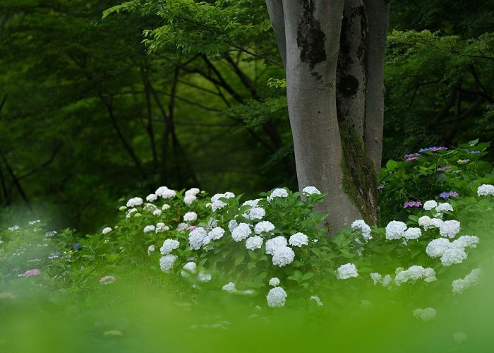 Mùa hoa cẩm tú cầu là mùa hoa đẹp ở châu Á được yêu thích