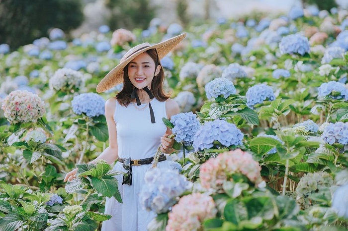 Mùa hoa cẩm tú cầu là mùa hoa đẹp ở châu Á mà bạn nên check in