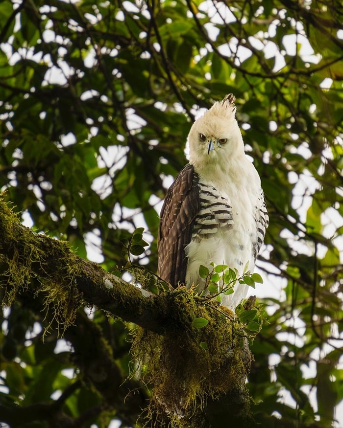 Ngắm chim là điều tốt nhất nên làm khi đến rừng mây Monteverde