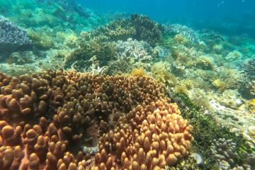 Kinh nghiệm lặn ngắm san hô ở Phú Yên chuẩn chỉ từ A đến Z