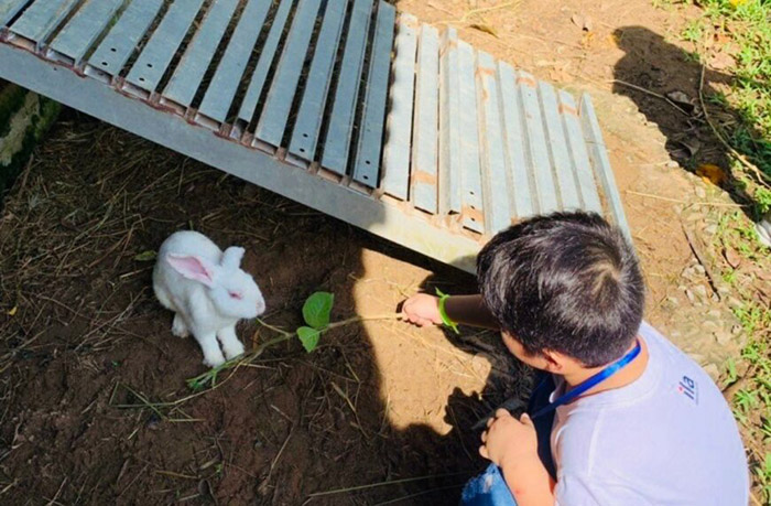 làm nông tại Bảo Gia Farm Camping Hậu Giang - Tự tay cho thỏ ăn