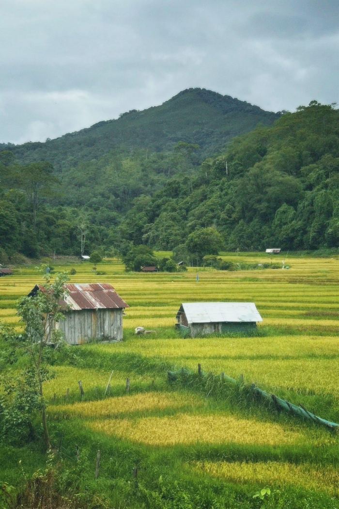 địa điểm chụp ảnh mùa lúa vàng Măng Đen