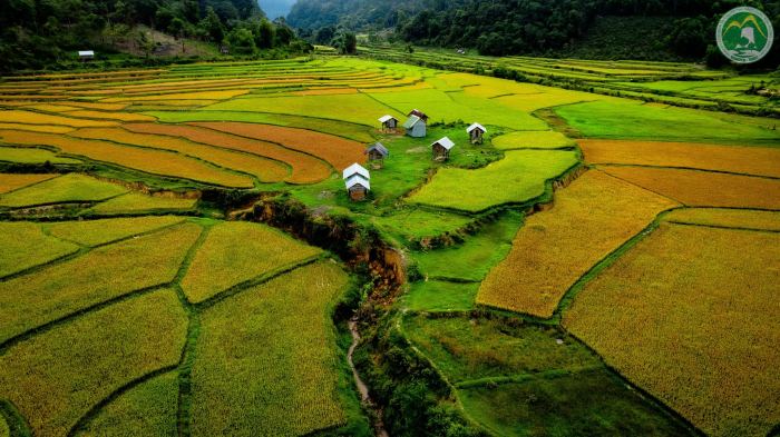 địa điểm chụp ảnh mùa lúa vàng Măng Đen