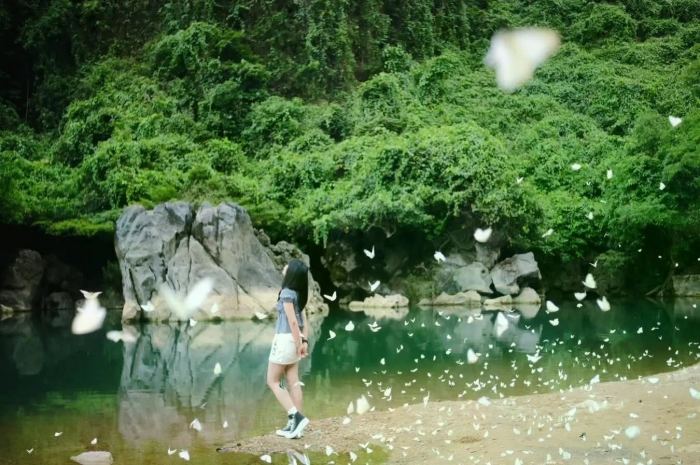 mùa bướm trắng ở Phong Nha