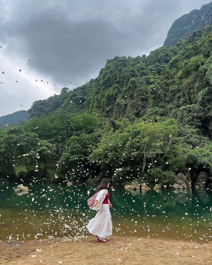 mùa bướm trắng ở Phong Nha 